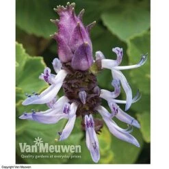 Coleus Canina 'Scaredy Cat' -Bloomyard Flower Shop SCAR VKA0115 C