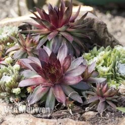Sempervivum 'Mixed' -Bloomyard Flower Shop SEMP V65856 A