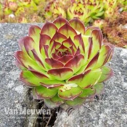 Sempervivum 'Mixed' -Bloomyard Flower Shop SEMP V65856 C