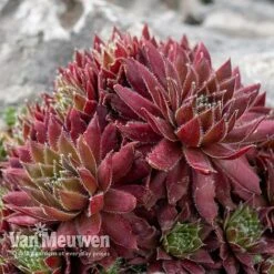 Sempervivum 'Mixed' -Bloomyard Flower Shop SEMP V65856 D