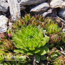 Sempervivum 'Mixed' -Bloomyard Flower Shop SEMP V65856 E