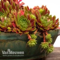 Sempervivum 'Mixed' -Bloomyard Flower Shop SEMP V65856 F