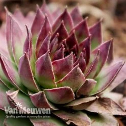 Sempervivum 'Mixed' -Bloomyard Flower Shop SEMP V65856 G