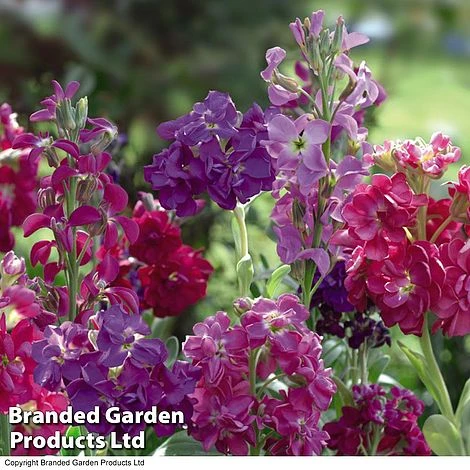 Stocks 'Most Scented Mix' 2 Stocks 'Most Scented Mix' - Image 2