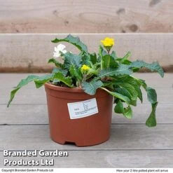 Stocks 'Most Scented Mix' 13 Stocks 'Most Scented Mix' -Bloomyard Flower Shop STOC P6106 F