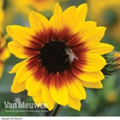 Sunflower SunBelievable™ 'Brown Eyed Girl' 6 Sunflower SunBelievable™ 'Brown Eyed Girl' -Bloomyard Flower Shop SUNB VKA1036 B