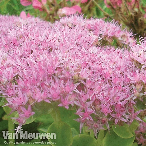 Sedum 'Herbstfreude' 2 Sedum 'Herbstfreude' - Image 2