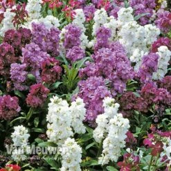 Stocks 'Brompton' -Bloomyard Flower Shop Stocks Brompton