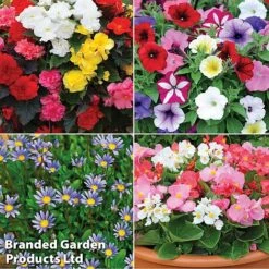 Nurseryman’s Choice Summer Favourites -Bloomyard Flower Shop TM 4image nurseryman without watermark