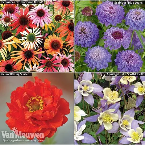 Garden Ready Perennial Collection 1 Garden Ready Perennial Collection