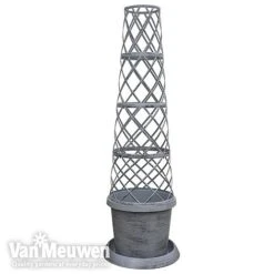 Clematis Montana 'Mayleen' -Bloomyard Flower Shop TOWER POT1