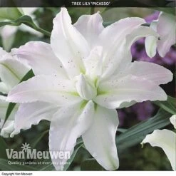 Tree Lily 'Crystal Collection' -Bloomyard Flower Shop TREE 70647 C