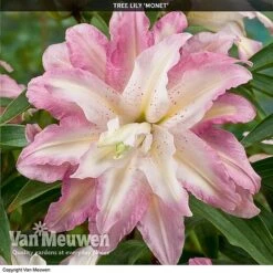 Tree Lily 'Crystal Collection' -Bloomyard Flower Shop TREE 70647 D