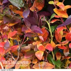 Blueberry 'Duke' -Bloomyard Flower Shop VACC 16574 VA1