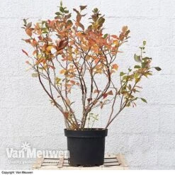 Blueberry 'Duke' -Bloomyard Flower Shop VACC 16574 VA3