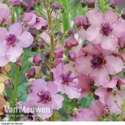 Verbascum X Hybrida 'Southern Charm' 6 Verbascum X Hybrida 'Southern Charm' -Bloomyard Flower Shop VERB V59782 C
