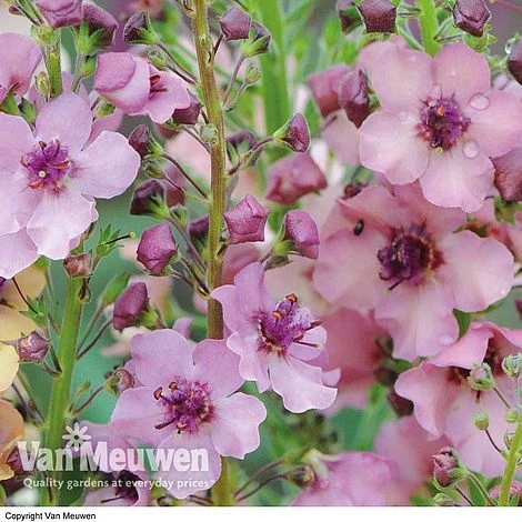 Verbascum X Hybrida 'Southern Charm' 3 Verbascum X Hybrida 'Southern Charm' - Image 3