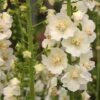 Verbascum Phlomoides 'Snow Maiden'