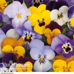 Viola 'Sorbet Mixed' -Bloomyard Flower Shop VIOL 69674V A h