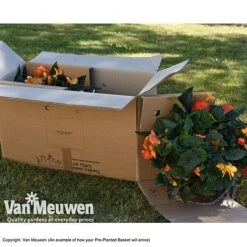 Geranium 'Balcon Mix' Pre-Planted Basket -Bloomyard Flower Shop VM PrePlantedBasketArrive26