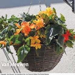Geranium 'Balcon Mix' Pre-Planted Basket -Bloomyard Flower Shop VM PrePlantedRattanBasket6
