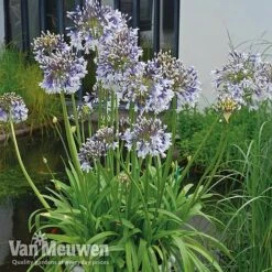 Agapanthus 'Fireworks' -Bloomyard Flower Shop VM1