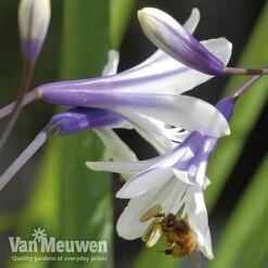 Agapanthus 'Fireworks' -Bloomyard Flower Shop VM2