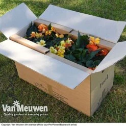 Geranium 'Balcon Mix' Pre-Planted Basket -Bloomyard Flower Shop VM20PrePlantedBasketArrive6