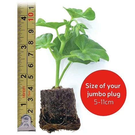 Penstemon 'Ice Cream Collection' 9 Penstemon 'Ice Cream Collection' - Image 9