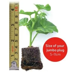 Clematis Montana 'Mayleen' -Bloomyard Flower Shop VM20jumboplugsize32