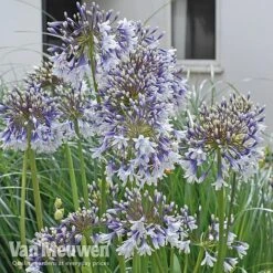 Agapanthus 'Fireworks' -Bloomyard Flower Shop VM3