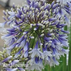 Agapanthus 'Fireworks' -Bloomyard Flower Shop VM4