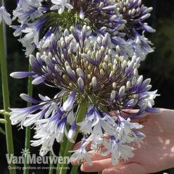 Agapanthus 'Fireworks' -Bloomyard Flower Shop VM5
