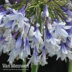 Agapanthus 'Fireworks' -Bloomyard Flower Shop VM6
