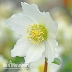 Hellebore 'Christmas Rose' -Bloomyard Flower Shop VM Copyright Image Example21