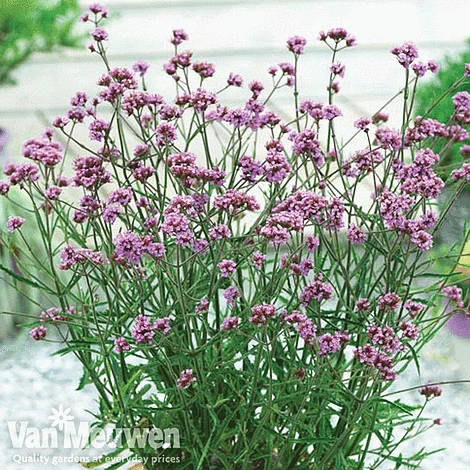 Verbena Bonariensis 'Lollipop' 2 Verbena Bonariensis 'Lollipop' - Image 2