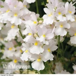 White Basket Duo Collection -Bloomyard Flower Shop WHIT V17021 C