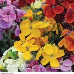 Wallflower 'Sugar Rush' Mix -Bloomyard Flower Shop Wallflower Sugar Rush