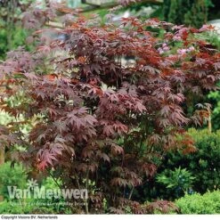 Acer Palmatum 'Atropurpureum' -Bloomyard Flower Shop acer atrop22