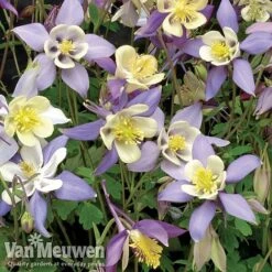 Garden Ready Perennial Collection 9 Garden Ready Perennial Collection -Bloomyard Flower Shop aquilegia