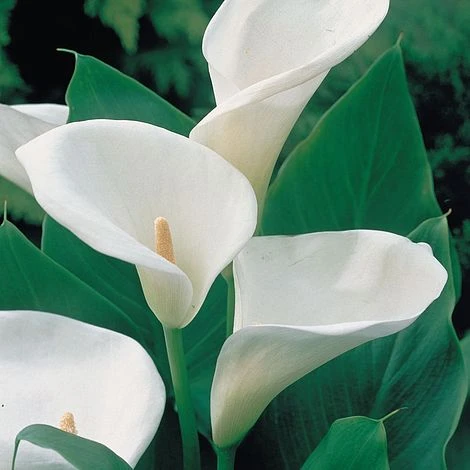 Arum Lily 1 Arum Lily