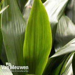 Aspidistra Elatior (House Plant) -Bloomyard Flower Shop aspi vka2850 e
