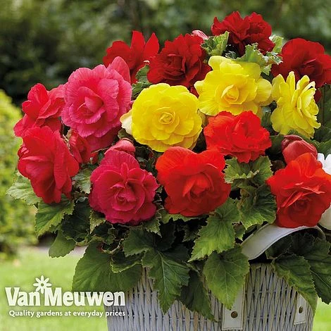 Begonia 'Double Flowered Mixed' 2 Begonia 'Double Flowered Mixed' - Image 2