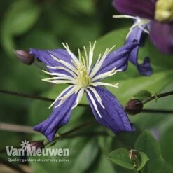 Clematis X Aromatica 3 Clematis X Aromatica -Bloomyard Flower Shop clem v15583 b