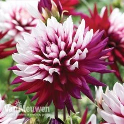 Bloomyard Flower Shop -Bloomyard Flower Shop dahl 70042v B