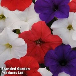 Petunia 'Easy Wave Union Jack Mix' -Bloomyard Flower Shop flag2