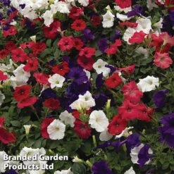 Petunia 'Easy Wave Union Jack Mix' -Bloomyard Flower Shop flag3