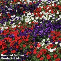 Petunia 'Easy Wave Union Jack Mix' -Bloomyard Flower Shop flag4