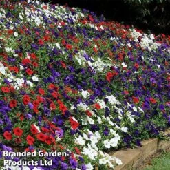 Petunia 'Easy Wave Union Jack Mix' -Bloomyard Flower Shop flag5