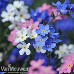 Forget-Me-Not 'Sylva Mixed' (Garden Ready) -Bloomyard Flower Shop forget 2